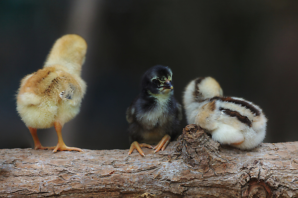 포토 JPG 해외이미지 식물 동물 디자인 계절 공원 꽃 백그라운드 잎 밭 노래 가족 자연 조류 추상 부활절 새로움 병아리 미술 풍경 사람없음 초록색 여름 빛 컬러풀 태양 정원 맑음 치킨 놀람 아기 신선 그룹 만족 내추럴 해외202004 해외포토 자연요소 공공시설 기념일 감정 음악 컬러 컨셉 무늬 농업 관계 날씨 문화예술 표정 사람 생태계 닭고기요리 파일형식 이미지허브