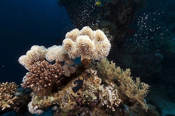 포토 JPG 해외이미지 동물 야생동물 바다 백그라운드 학교 자연 바닥 이집트 어류 사람없음 빨간색 물 파란색 빛 컬러풀 햇빛 태양 환경 수중 광선 산호 아래 생태계 소금 부드러움 암초 대서양 내추럴 소금물 식민지 이국적 해외202004 해외포토 자연요소 교육 컬러 아프리카 수중동물 감각 자포동물 방향 위치 파일형식 이미지허브