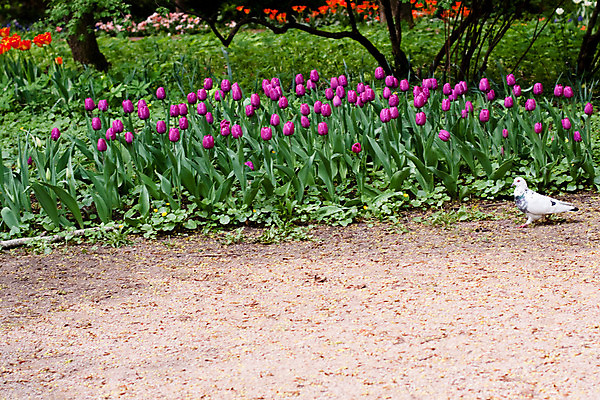 포토 JPG 해외이미지 나무 동물 1 공원 꽃 도로 자연 사람없음 야외 가로 빨간색 초록색 갈색 정원 봄 산책 흰색 침대 비둘기 라일락 해외202004 해외포토 식물 계절 공공시설 길 컬러 가구 교통시설 조류 휴식 생태계 파일형식 이미지허브