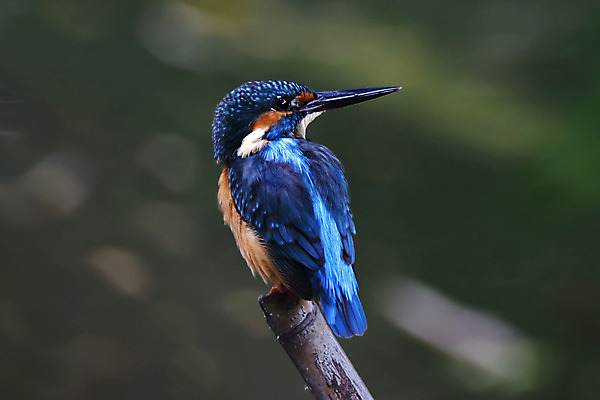 포토 JPG 해외이미지 나무 동물 여자 남자 아시아 얼굴 야생동물 백그라운드 날개 자연 조류 사람없음 야외 목재 가로 초록색 컬러풀 머리 환경 나뭇가지 막대기 닫기 숲 깃털 꼬리 부리 서식지 물총새 생태학 이국적 해외202004 해외포토 식물 교육 나라 컬러 재료 모션 사람 신체부위 생태계 파일형식 이미지허브