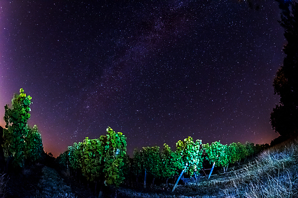 포토 JPG 해외이미지 식물 계절 별 잎 밭 농업 자연 하늘 포도 풍경 사람없음 야외 초록색 빛 태양 농장 노란색 일출 와인 계곡 젖음 수확 성장 달 가을 시골 야간 땅 포도밭 포도나무 강렬 양조장 해외202004 해외포토 자연요소 산업 컬러 과일 주류 노을 과일나무 생태계 파일형식 이미지허브