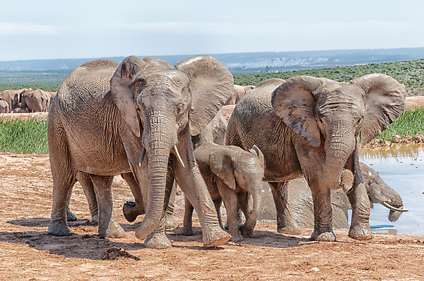 포토 JPG 해외이미지 동물 여자 남자 야생동물 포유류 아프리카 초식동물 코끼리 풍경 사람없음 여름 햇빛 맑음 소 댐 황소 송아지 남아프리카 동물상 보호구역 해외202004 해외포토 계절 공공시설 나라 새끼 날씨 사람 태양 조형물 구역 파일형식 이미지허브