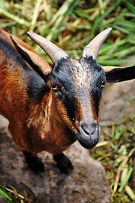 포토 JPG 해외이미지 동물 응시 얼굴 어린이 백그라운드 밭 농업 포유류 자연 하늘 염소 수염 털 뿔 육류 사람없음 야외 초록색 여름 파란색 농장 갈색 머리 환경 가축 봄 흰색 시골 표현 호기심 코 귀 밭일 해외202004 해외포토 시선 계절 감정 산업 컬러 컨셉 식재료 사람 신체부위 생태계 파일형식 이미지허브