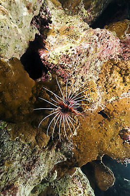 포토 JPG 해외이미지 식물 동물 모래 바다 백그라운드 자연 표면 어류 풍경 사람없음 물 파란색 컬러풀 햇빛 태양 바닷속 수중 광선 산호 아래 다이빙 장면 암초 깊이 소금물 이국적 침몰 파라다이스 해외202004 해외포토 자연요소 컬러 수영 수중동물 자포동물 방향 생태계 위치 수중스포츠 파일형식 이미지허브