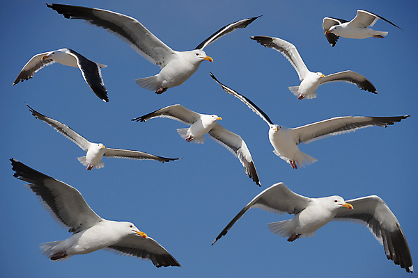 포토 JPG 해외이미지 주간 해외풍경 갈매기 하늘 사람없음 야외 미국 캘리포니아 해외202004 해외포토 자연요소 해외 북아메리카 조류 풍경 파일형식 이미지허브