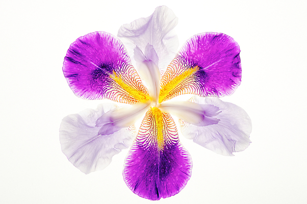 포토 JPG 해외이미지 모양 식물 계절 꽃 실루엣 백그라운드 잎 자연 사람없음 초록색 정원 신선 제비꽃 순수 질감 내추럴 해외202004 해외포토 컬러 컨셉 촬영기법 생태계 파일형식 이미지허브