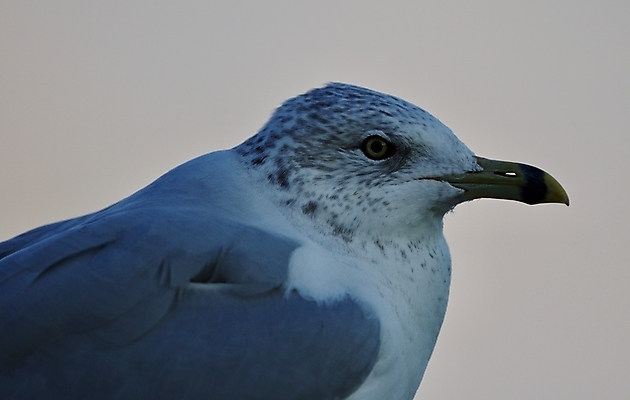 포토 JPG 해외이미지 백그라운드 캐나다 날개 갈매기 조류 하늘 사람없음 파란색 노란색 머리 검은색 놀람 회색 흰색 자신감 닫기 깃털 만족 그림 나이아가라 고립 해외202004 해외포토 동물 감정 컬러 북아메리카 모션 표정 신체부위 미국 파일형식 이미지허브
