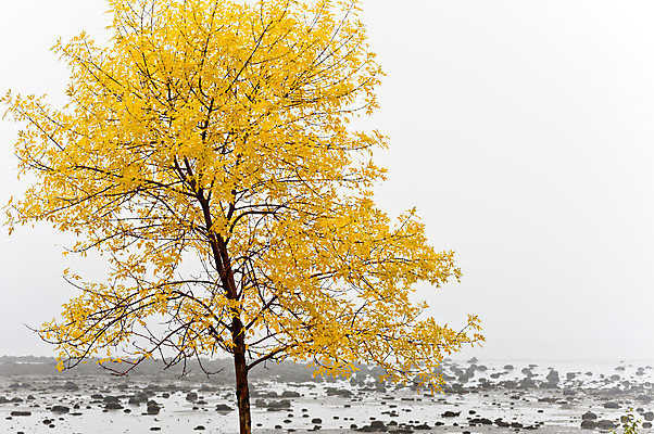 포토 JPG 해외이미지 나무 식물 공원 실루엣 호수 오렌지 자연 하늘 아침 풍경 사람없음 야외 목재 물 빛 강 환경 추위 안개 가을 시골 고독 썰물 내추럴 뿌연 파스텔톤 해외202004 해외포토 주간 자연요소 계절 공공시설 감정 바다 컬러 과일 재료 날씨 촬영기법 생태계 파일형식 이미지허브