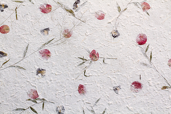 포토 JPG 해외이미지 식물 손 디자인 꽃 종이 백그라운드 잎 꽃무늬 텍스트 자연 벽지 표면 프레임 미술 사람없음 장식 초록색 노란색 우주 공백 재활용 회색 수확 흰색 신용카드 거친 편지 유기농 질감 모음 섬유 시트 내추럴 그런지 스크랩북 옛날 핸드메이드 불규칙 해외202004 해외포토 웰빙 컬러 컨셉 무늬 농업 문화예술 신체부위 금융 직물 친환경 생태계 파일형식 이미지허브