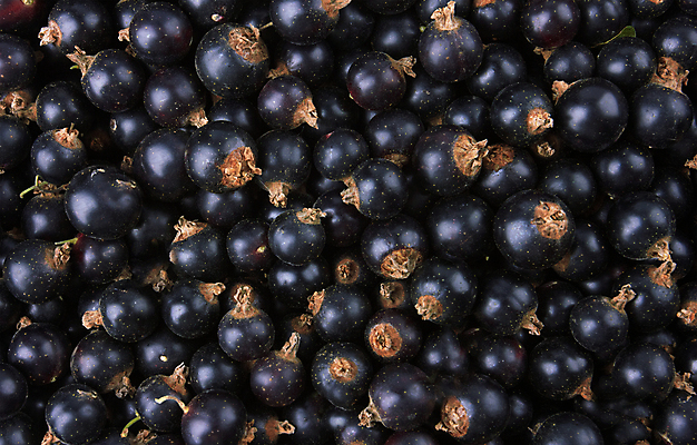 포토 JPG 해외이미지 식물 계절 열매 음식 백그라운드 다이어트 과일 자연 디저트 건강 사람없음 검은색 식사 신선 달콤 맛 먹기 날것 아로마 부드러움 건포도 숙성 채식주의자 타르트 해외202004 해외포토 빵 컬러 컨셉 모션 포도 감각 생태계 채식 파이_빵 건과일 파일형식 이미지허브