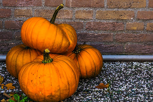 포토 JPG 해외이미지 전통 계절 음식 백그라운드 채소 오렌지 호박 휴가 주택 건강 사람없음 야외 장식 농장 쌓기 정원 축제 활발 할로윈 가을 축하 신선 클래식 숲 유기농 원예 추수감사절 스쿼시 내추럴 축적 강렬 뒤뜰 숙성 세련 해외202004 해외포토 웰빙 기독교 스포츠 컨셉 농업 과일 모션 취미 건물 구기 파일형식 이미지허브