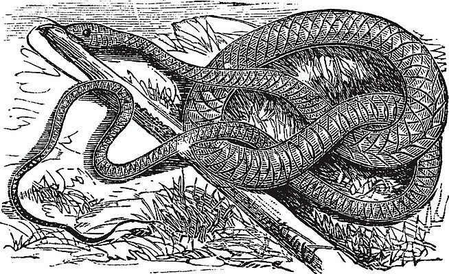 EPS 해외이미지 동물 척추동물 야생동물 일러스트 파충류 미술 계란 검은색 수확 골동품 흰색 뱀 그림 육식동물 판화 동물상 옛날 채찍 해외202004 해외일러스트 컬러 농업 문화예술 조형물 알 파일형식 벡터 이미지허브