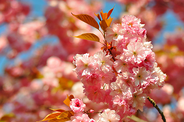포토 JPG 해외이미지 나무 식물 계절 꽃잎 꽃 분홍색 백그라운드 꽃무늬 자연 사람없음 야외 컬러풀 봄 벚꽃 나뭇가지 시골 개화 원예 자두 꽃수술 막자 영원 해외202004 해외포토 컬러 무늬 과일 취미 생태계 파일형식 이미지허브