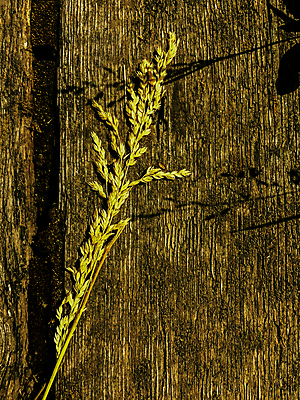 포토 JPG 해외이미지 식물 디자인 벽 백그라운드 잎 자연 벽지 표면 날씨 추상 건조 맥주 사람없음 목재 장식 울타리 갈색 회색 수확 나뭇가지 소나무 판넬 양념 거친 널 손톱 허브 질감 내추럴 고체 그런지 수목 옛날 억울 해외202004 해외포토 나무 손 감정 컬러 무늬 농업 재료 주류 담장 생태계 파일형식 이미지허브