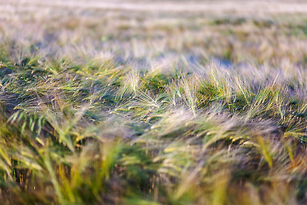 포토 JPG 해외이미지 식물 구름 계절 유럽 백그라운드 밭 농업 자연 바람 씨앗 풍경 사람없음 야외 초록색 여름 파란색 농작물 농장 일출 일몰 봄 이탈리아 성장 물방울 시골 건초더미 낟알 시리얼 밀 허브 장면 토스카나 수평선 해외202004 해외포토 자연요소 나라 산업 음식 컬러 날씨 곡류 노을 건초 생태계 파일형식 더미 이미지허브