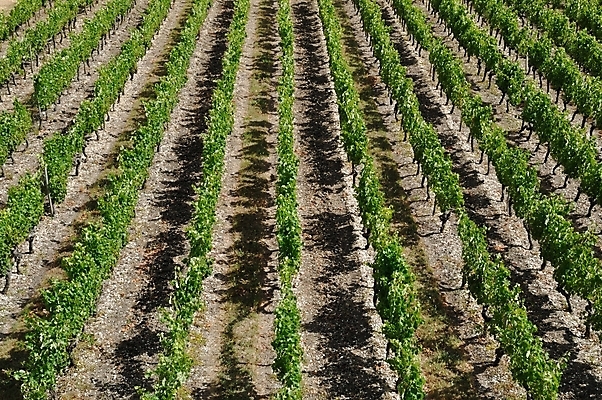 포토 JPG 해외이미지 풍경 사람없음 여름 와인 버섯 프랑스 시골 포도밭 포도나무 떠남 해외202004 해외포토 계절 유럽 밭 모션 주류 과일나무 파일형식 이미지허브