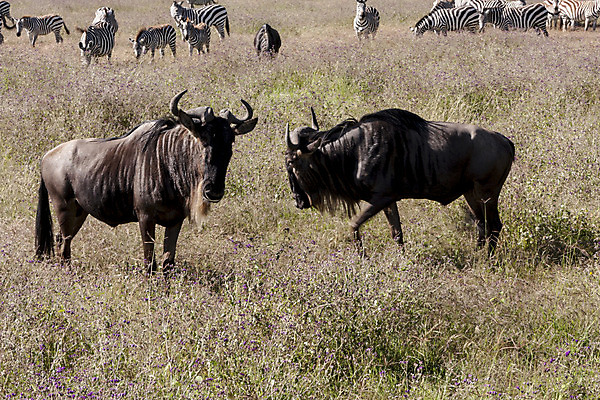 포토 JPG 해외이미지 야생동물 포유류 아프리카 건조 털 뿔 사람없음 달리기 갈색 머리 큼 싸움 영양 탄자니아 해외202004 해외포토 동물 나라 컬러 모션 신체부위 크기 파일형식 이미지허브