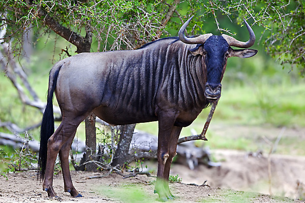 포토 JPG 해외이미지 나무 식물 동물 야생동물 포유류 아프리카 자연 초식동물 뿔 사람없음 파란색 황무지 사파리 영양 해외202004 해외포토 나라 컬러 생태계 파일형식 이미지허브
