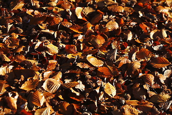 포토 JPG 해외이미지 유럽 백그라운드 잎 함께함 사람없음 컬러풀 갈색 노란색 뚜껑 가을 시트 해외202004 해외포토 식물 계절 나라 컬러 컨셉 파일형식 이미지허브