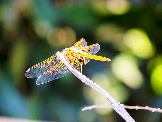 포토 JPG 해외이미지 곤충 백그라운드 날개 사람없음 파란색 노란색 나뭇가지 막대기 잠자리 선탠 녹색배경 해외202004 해외포토 나무 동물 컬러 초록색 파일형식 이미지허브