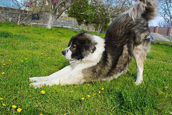 포토 JPG 해외이미지 동물 백인 유럽 사람없음 초록색 반려동물 갈색 힘 개 보호 민들레 보안 송곳니 해외202004 해외포토 서양인 꽃 나라 컬러 컨셉 포유류 안전 치아 파일형식 이미지허브