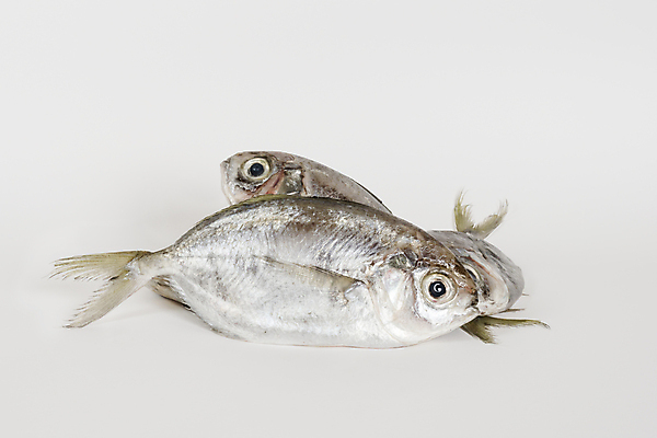 포토 JPG 해외이미지 동물 야생동물 음식 바다 태국 자연 건강 어류 동양인 사람없음 일본 수중 신선 맛 호주 인도인 해산물 날것 인도네시아 말레이시아 내추럴 해외202004 해외포토 외국인 아시아 컨셉 인종 수중동물 오세아니아 생태계 파일형식 이미지허브