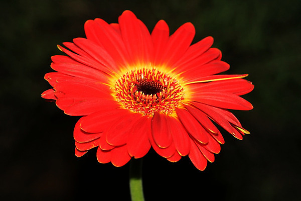 포토 JPG 해외이미지 식물 1 꽃 백그라운드 잎 꽃무늬 밭 농업 오렌지 자연 사람없음 빨간색 초록색 컬러풀 노란색 정원 벚꽃 시골 닫기 원예 고립 밭일 해외202004 해외포토 산업 컬러 무늬 과일 모션 취미 생태계 파일형식 이미지허브