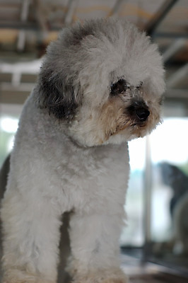 포토 JPG 해외이미지 동물 새끼 사람없음 귀여움 개 강아지 해외202004 해외포토 컨셉 포유류 반려동물 파일형식 이미지허브