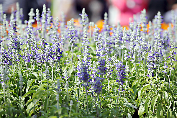 포토 JPG 해외이미지 나무 식물 공원 꽃잎 꽃 잎 겨울 꽃무늬 자연 사람없음 컬러풀 정원 봄 활발 벚꽃 흰색 신선 개화 자주색 제비꽃 관목 묘사 향기 아로마테라피 라벤더 해외202004 해외포토 계절 공공시설 컬러 컨셉 무늬 허브 생태계 냄새 테라피 파일형식 이미지허브