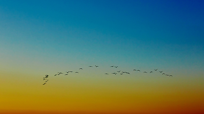 포토 JPG 해외이미지 구름 공원 실루엣 호수 야생동물 바다 여행 백그라운드 오렌지 자연 조류 하늘 아침 풍경 사람없음 야외 빨간색 물 여름 파란색 빛 강 햇빛 태양 노란색 일출 맑음 황혼 일몰 새벽 그룹 황금 저녁 거위 수평선 해외202004 해외포토 주간 자연요소 동물 계절 공공시설 컬러 과일 날씨 촬영기법 노을 야간 생태계 파일형식 이미지허브