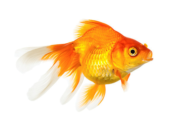 포토 JPG 해외이미지 동물 백그라운드 컨셉 오렌지 모션 자연 주택 어류 사람없음 물 반려동물 수중 수영 희망 침묵 거품 꿈 자유 흰색 액체 사발 황금 고독 작음 어항 싱글 눈금 꼬리 금붕어 탱크 지느러미 수족관 마법 잉어 고립 무료 해외202004 해외포토 자연요소 감정 컬러 과일 건물 수중동물 소리 수상스포츠 사기그릇 크기 생태계 파일형식 이미지허브