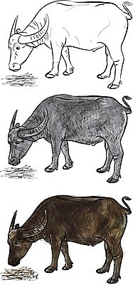 EPS 해외이미지 동물 디자인 남자 일러스트 포유류 뿔 동물원 미술 그래픽 갈색 머리 검은색 흰색 소 볏짚 스케치 먹기 그림 황소 고립 해외202004 해외일러스트 컬러 모션 문화예술 사람 신체부위 짚 파일형식 벡터 이미지허브