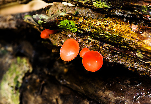 포토 JPG 해외이미지 식물 자연 사람없음 목재 컬러풀 버섯 촉촉함 성장 수분 폐허 내추럴 곰팡이 썩음 해외202004 해외포토 나무 컬러 재료 젖음 생태계 파일형식 이미지허브