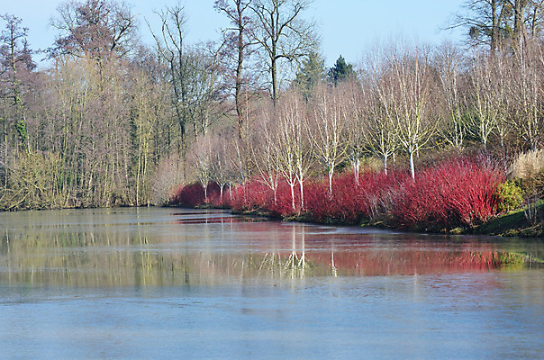 포토 JPG 해외이미지 나무 계절 호수 겨울 자연 하늘 잉글랜드 풍경 사람없음 야외 빨간색 초록색 물 파란색 반사 평화 냉동 얼음 침묵 봄 추위 나뭇가지 연못 서리 장면 벌거벗은 해외202004 해외포토 자연요소 식물 컬러 컨셉 영국 소리 생태계 파일형식 이미지허브