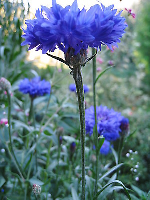 포토 JPG 해외이미지 식물 동물 열매 꽃 분홍색 곤충 과일 자연 사람없음 빨간색 초록색 파란색 노란색 보라색 봄 체리 해외202004 해외포토 계절 컬러 생태계 파일형식 이미지허브