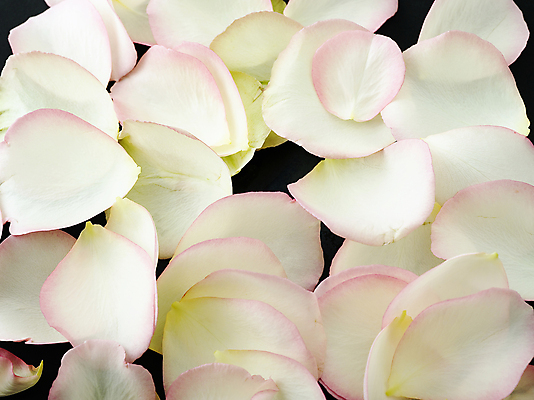 포토 JPG 해외이미지 여자 꽃잎 꽃 결혼 백그라운드 컨셉 꽃무늬 텍스트 포옹 결혼식 휴식 친절 건강 사랑 사람없음 장식 장미 우주 스파 폭포 기쁨 흰색 침대 질병 배열 묘사 명상 꽃가루 아로마테라피 테라피 파스텔톤 해외202004 해외포토 식물 감정 컬러 가구 무늬 의학 안기 자연 사람 이벤트 뷰티 가루 파일형식 이미지허브