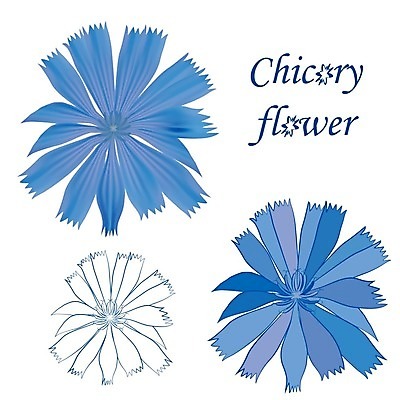 EPS 해외이미지 식물 디자인 꽃잎 꽃 실루엣 선 꽃무늬 일러스트 자연 미술 그래픽 장식 파란색 세트 검은색 벚꽃 흰색 화려 개화 약초 수집 허브 그림 윤곽 고립 엘리먼트 영원 치커리 디테일 해외202004 해외일러스트 컬러 컨셉 무늬 채소 문화예술 촬영기법 풀_식물 생태계 파일형식 벡터 이미지허브