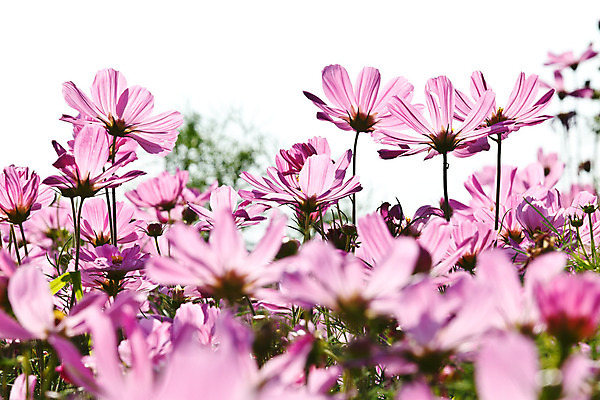 포토 JPG 해외이미지 식물 디자인 꽃 분홍색 백그라운드 꽃무늬 자연 미술 사람없음 장식 초록색 여름 컬러풀 태양 정원 맑음 봄 벚꽃 흰색 신용카드 닫기 엽서 고립 해외202004 해외포토 자연요소 계절 컬러 무늬 모션 날씨 문화예술 금융 편지 생태계 파일형식 이미지허브