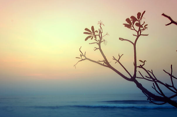 포토 JPG 해외이미지 나무 실루엣 바다 섬 백그라운드 자연 하늘 손바닥 풍경 사람없음 빨간색 여름 태양 일몰 저녁 코코넛 말레이시아 파라다이스 수평선 해외202004 해외포토 자연요소 식물 손 계절 아시아 컬러 과일 촬영기법 노을 야간 생태계 파일형식 이미지허브