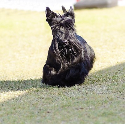 포토 JPG 해외이미지 동물 응시 공원 행복 장난 포유류 포옹 친절 건강 사탕 서기 잔디 사람없음 야외 반려동물 장난감 믿음 검은색 가축 활발 코트 표현 개 달콤 강아지 작음 테리어 귀 부드러움 솜털 난쟁이 산악지대 기르기 더블 동반자 복종 신앙심 유래 충실 스코틀랜드 해외202004 해외포토 식물 시선 공공시설 감정 컬러 컨셉 안기 모션 디저트 영국 산 신체부위 외투 감각 맛 크기 돌봄 파일형식 이미지허브