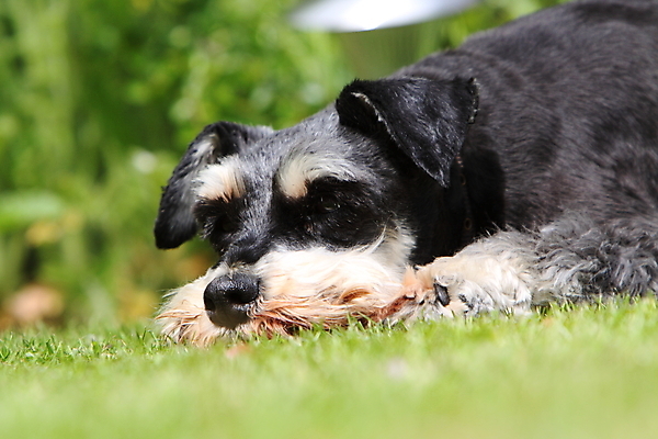 포토 JPG 해외이미지 동물 여자 사람없음 반려동물 미니어처 개 모피 충실 해외202004 해외포토 포유류 사람 모형 파일형식 이미지허브