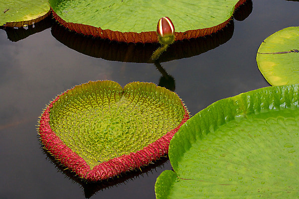 포토 JPG 해외이미지 식물 꽃 잎 사람없음 물 강 연못 아마존 해외202004 해외포토 자연요소 파일형식 이미지허브