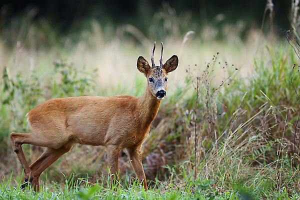 포토 JPG 해외이미지 동물 응시 야생동물 포유류 자연 사슴 서기 사람없음 목재 걷기 산책 숲 공터 해외202004 해외포토 나무 시선 재료 모션 휴식 생태계 파일형식 이미지허브