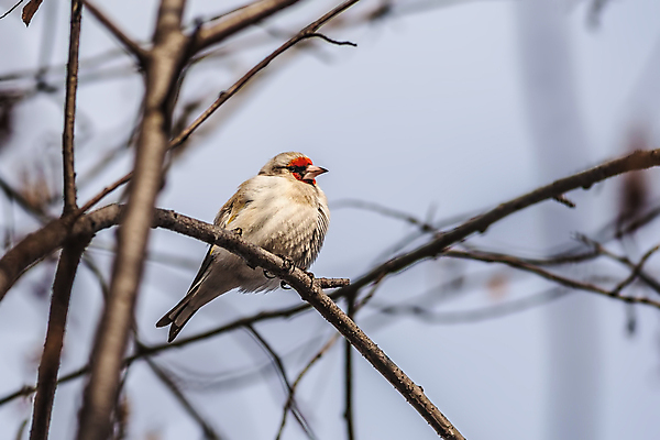 포토 JPG 해외이미지 동물 야생동물 자연 조류 앉기 사람없음 야외 빨간색 컬러풀 노란색 나뭇가지 깃털 꼬리 부리 내추럴 동물상 해외202004 해외포토 나무 컬러 모션 조형물 생태계 파일형식 이미지허브