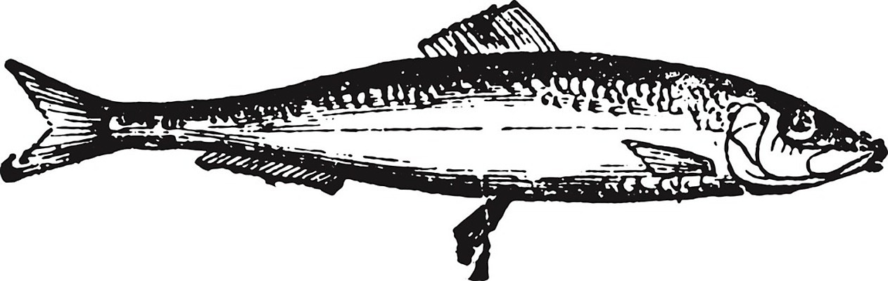 EPS 해외이미지 동물 척추동물 야생동물 바다 일러스트 자연 종류 어류 미술 검은색 수중 수확 골동품 흰색 역사 그림 생물학 판화 내추럴 동물상 옛날 청어 해외202004 해외일러스트 교육 컬러 농업 문화예술 조형물 수중동물 생태계 파일형식 벡터 이미지허브