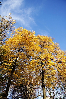포토 JPG 해외이미지 나무 계절 공원 백그라운드 단풍 잎 오렌지 자연 하늘 따뜻함 풍경 사람없음 야외 빨간색 파란색 빛 컬러풀 햇빛 태양 노란색 맑음 가을 나뭇가지 투명 닫기 숲 9월 11월 묘사 10월 내추럴 광 해외202004 해외포토 자연요소 식물 공공시설 컬러 과일 모션 날씨 날짜 생태계 파일형식 이미지허브