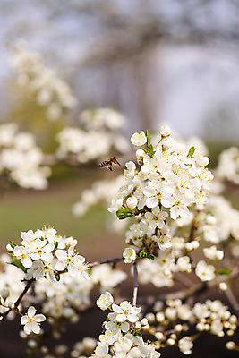 포토 JPG 해외이미지 나무 식물 계절 꽃잎 꽃 분홍색 백그라운드 꽃무늬 자연 사람없음 야외 파란색 정원 봄 성장 벚꽃 나뭇가지 신선 개화 체리 4월 내추럴 해외202004 해외포토 컬러 무늬 과일 날짜 생태계 파일형식 이미지허브