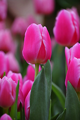 포토 JPG 해외이미지 식물 계절 꽃 분홍색 잎 밭 농업 자연 버튼 사람없음 초록색 머리 보라색 봄 튤립 성장 벚꽃 신선 개화 닫기 각도 밭일 온실 그리너리 해외202004 해외포토 산업 컬러 모션 신체부위 생태계 파일형식 트랜드컬러 이미지허브