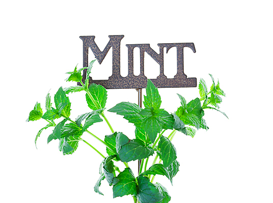 포토 JPG 해외이미지 식물 음식 꽃다발 잎 재료 건강 사람없음 초록색 단어 금속 정원 성장 나뭇가지 신선 막대기 맛 약초 편지 배열 민트 허브 흰배경 유기농 날것 아로마 내추럴 고립 해외202004 스피아민트 해외포토 나무 문자 웰빙 꽃 컬러 백그라운드 컨셉 재질 흰색 풀_식물 파일형식 이미지허브