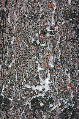 포토 JPG 해외이미지 나무 식물 계절 겨울 자연 사람없음 숲 나무껍질 폭풍 해외202004 해외포토 날씨 껍질 생태계 파일형식 이미지허브